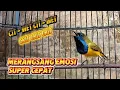 Download Lagu MERANGSANG EMOSI SUPER CEPAT SOGON FIGHTER LANGSUNG DOR #sogon #sogongacor #pancingansogon 