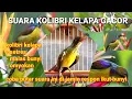 Download Lagu SUARA KOLIBRI KELAPA GACOR || pancingan ampuh buat terapi kolibri kelapa agar bunyi || korlap/wiceh