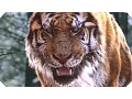 Download Lagu THE TIGER Movie TRAILER (Action, Adventure - Movie HD)
