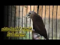 Download Lagu White-headed Munia bird Finch Singing sound | Suara Burung Emprit Kaji Gacor 321