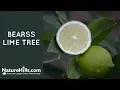 Bearss Lime Tree NatureHills com