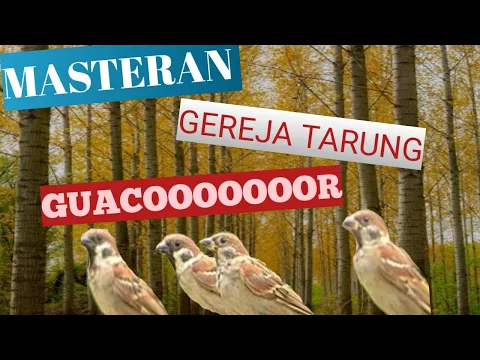 Download MP3 MASTERAN SUARA BURUNG GEREJA TARUNG NYERECET JERNIH DAN ADA JEDA NYA !!!!!