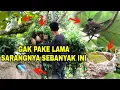 MUDAH BANGET‼️ GAK PAKE LAMA MENEMUKAN BANYAK SARANG BURUNG CANTIK DI ALAM LIAR