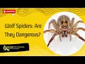 Wolf Spiders Are They Dangerous