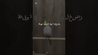 و أنا اليوم بستانس Shorts 