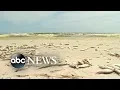 Over 100 miles of dead marine life ABC News