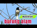 Download Lagu Pancingan burung Kacer; masteran dari burung alam