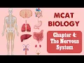 MCAT Biology Chapter 4 - The Nervous System