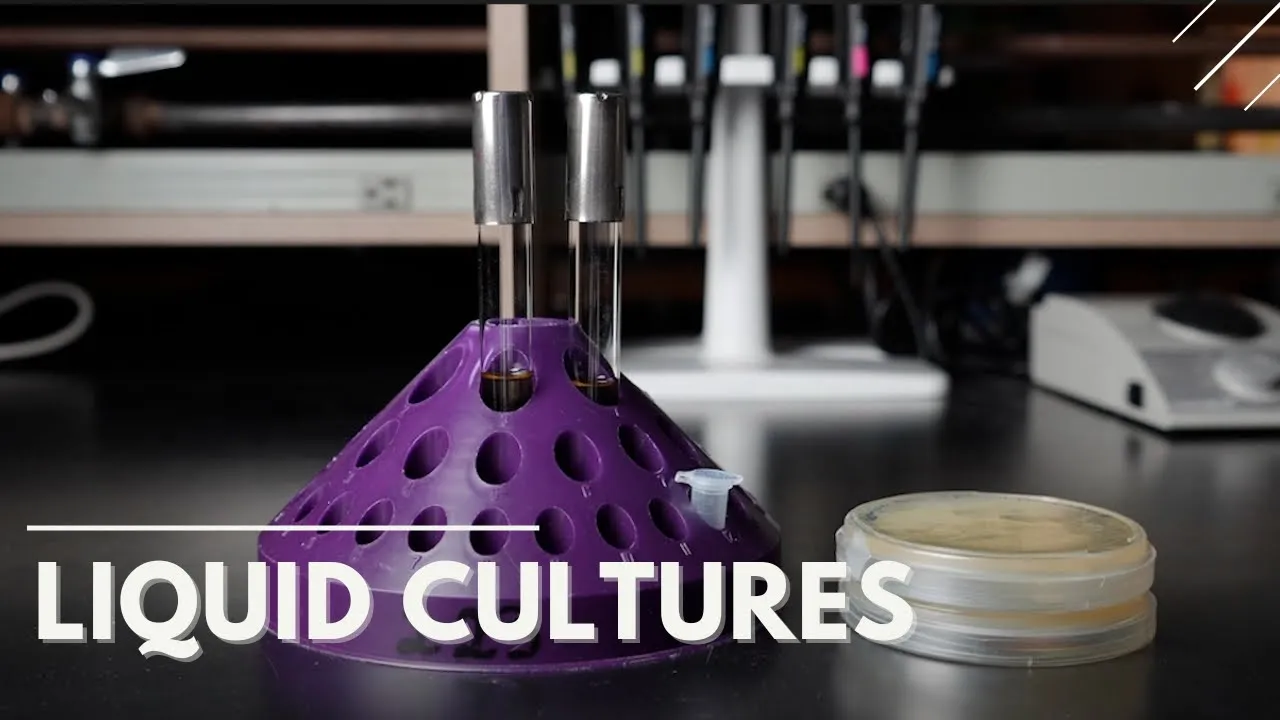 Setting up a liquid culture