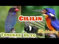 Download Lagu Tengkek Udang Tengkek Buto Cililin GACOR
