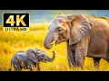 Download Lagu 4K African Safari Adventure – Explore Majestic Wildlife with Calming Music