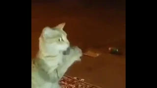 سيد يا سيد هههههههههههههههههه 