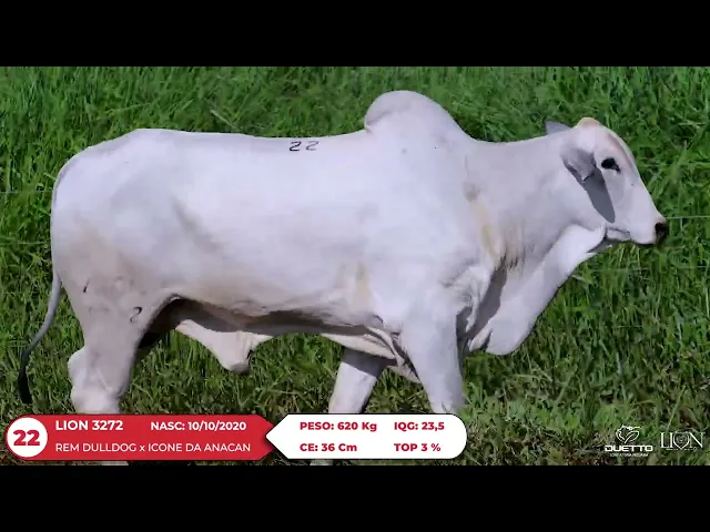 Reprodutor Nelore LION-3272