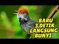 Prenjak tamu CARI LAWAN TARUNG, Prenajk apapun bakal langsung NARUNG Gacor seketika