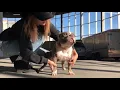 PuppyFinder com Tristar Bullyz kennel