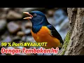 Download Lagu Terapi Burung Murai Batu: Suara Air untuk Mengatasi Macet Bunyi