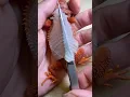 Before and after using a UVB lamp the difference in my bearded dragon s shedding is incredible