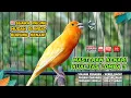 Download Lagu Kenari GACOR NGEREK‼️ Masteran Kenari PAUD dan Pancingan Kenari MACET BUNYI dan Betina NGIWIR - 79