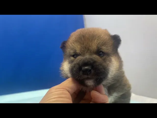 動画