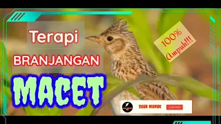 Download Suara Terapi Branjangan Macet ||  100% Bunyi MP3