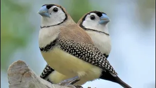 معلومات جديده عن الطائر البوم فينش والفروقات بين الذكر والانثى 