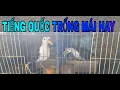 Download Lagu TIẾNG QUỐC TRỐNG MÁI HAY. #Kimmaosuvuong #Tiengquoctrongmaihay