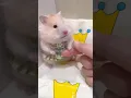 Download Lagu Cutie little hamster getting ready for bedtime 😍 #cutehamsterloveee #funny #pets