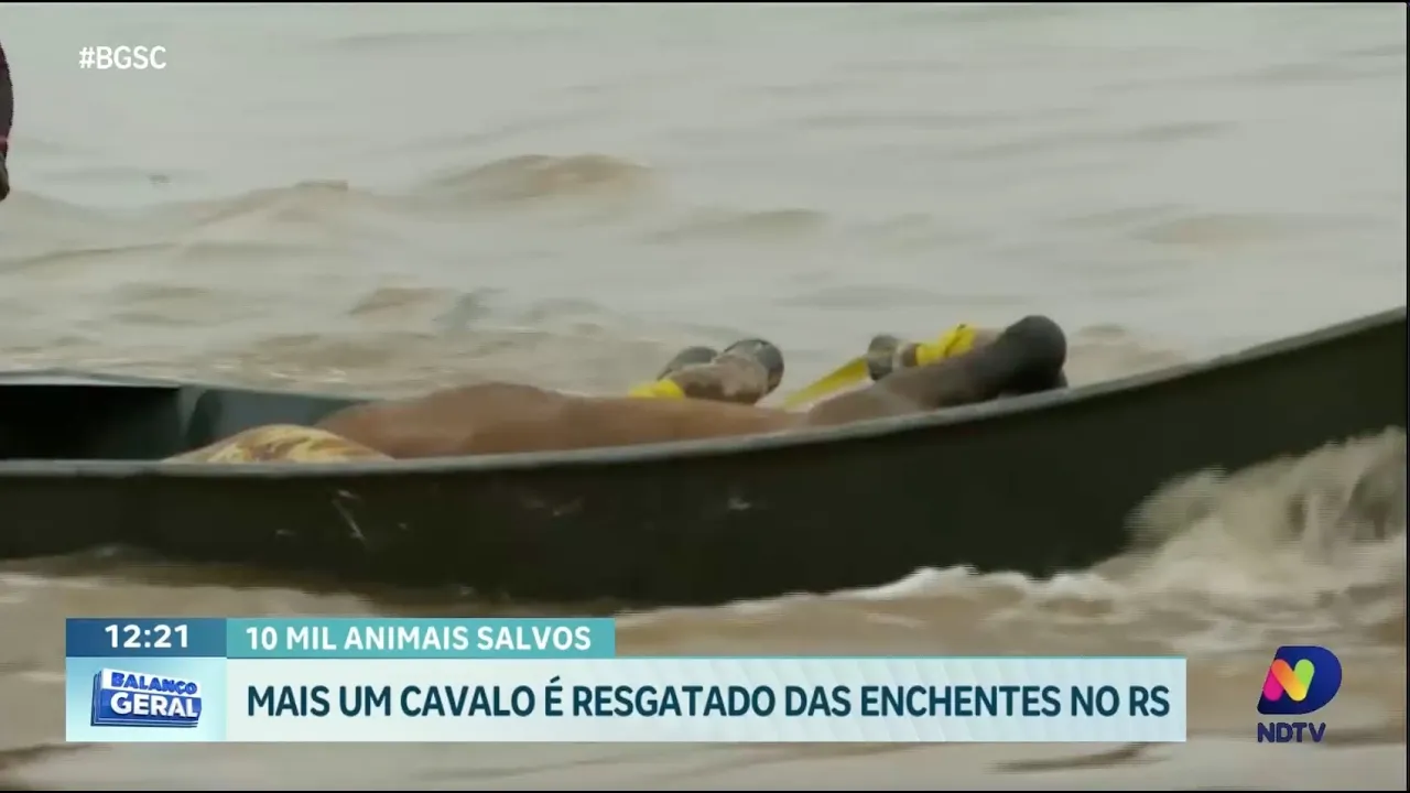 Equipe da NDTV testemunha resgate de mais um cavalo das enchentes no Rio Grande do Sul