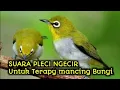 Lagu Suara Pleci Betina Birahi Untuk Memancing Pleci Jantan Yang Malas Bunyi