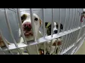 Fort Worth Animal Shelter reduces adoption price to 10