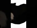 Lagu Maxel cat music #mem #top #shortsvideo #nice