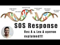 Rec A and Lex A operon of SOS Response of DNA repair Mechanism for medical students
