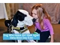 George the Great Dane Service Dog DOG s BEST DAY