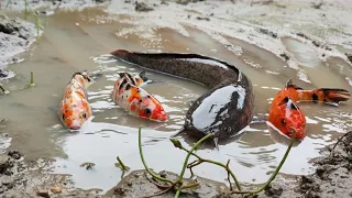 Finding Catfish in the Rice Fields, Goldfish, Snakehead Fish, Eels, Crabs, Sharks [Part 618]