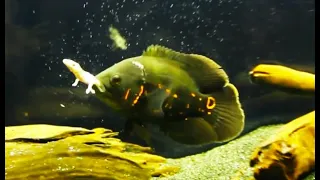 Best Top 5 Oscar Fish Feeding - The Super Predator Fish Oscar Fish Eating