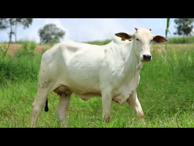 Matriz Nelore EPCO - 832