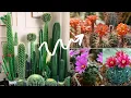 How To Get Your Cactus To Flower