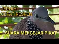 Lagu SUARA BURUNG TERKUKUR DEKUKUR GACOR JERNIH MEMIKAT BIKIN LAWAN EMOSI MP3 