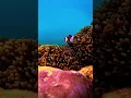 Download Lagu Nemo doesn't want to be disturbed #pulaupeucang #nemo #diving