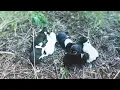 Download Lagu 7 Puppies Abandoned at Birth… Their 60-Day Transformation Will Melt Your Heart