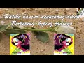 Tetty Kadi — Layu Sebelum Berkembang (Lirik Lagu)