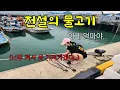 Download Lagu Even one is precious... Two of these precious fish... The best summer seafood tonic, eating a who...
