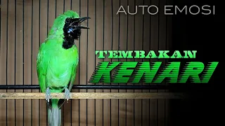 tembakan kenari cucak ijo gacor auto emosi full isian kenari
