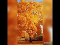 Download Lagu Lagu Mandarin.明月夜。Ming Yue Ye. Chinese Best Song. Lagu Mandarin Populer.
