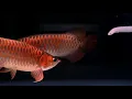 Download Lagu Arowana relaxing