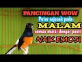 Download Lagu Suara Kicauan burung Murai PANCING MURAI JANTAN DIAM JADI NAIK BIRAHI DAN EMOSI CARI LAWAN DI ARENA