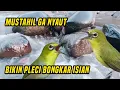 Download Lagu Terapi pleci bongkar materi buka paruh langsung nyaut