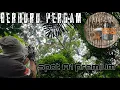 Lagu POHON INI BERBUAH PERGAM MELIMPAH‼️BERBURU PERGAM SPOT A1 CUMA DIBELAKANG RUMAH‼️