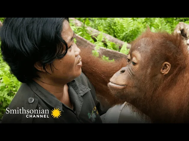 An Orphan Orangutan Tries to Trick His Caregiver ? Orangutan Jungle School | Smithsonian Channel