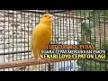Download Lagu kenari gacor panjang Cuit Cuit EMOSI, Pancingan Kenari Paud Belajar Bunyi, terapi AMPUH Kenari MACET